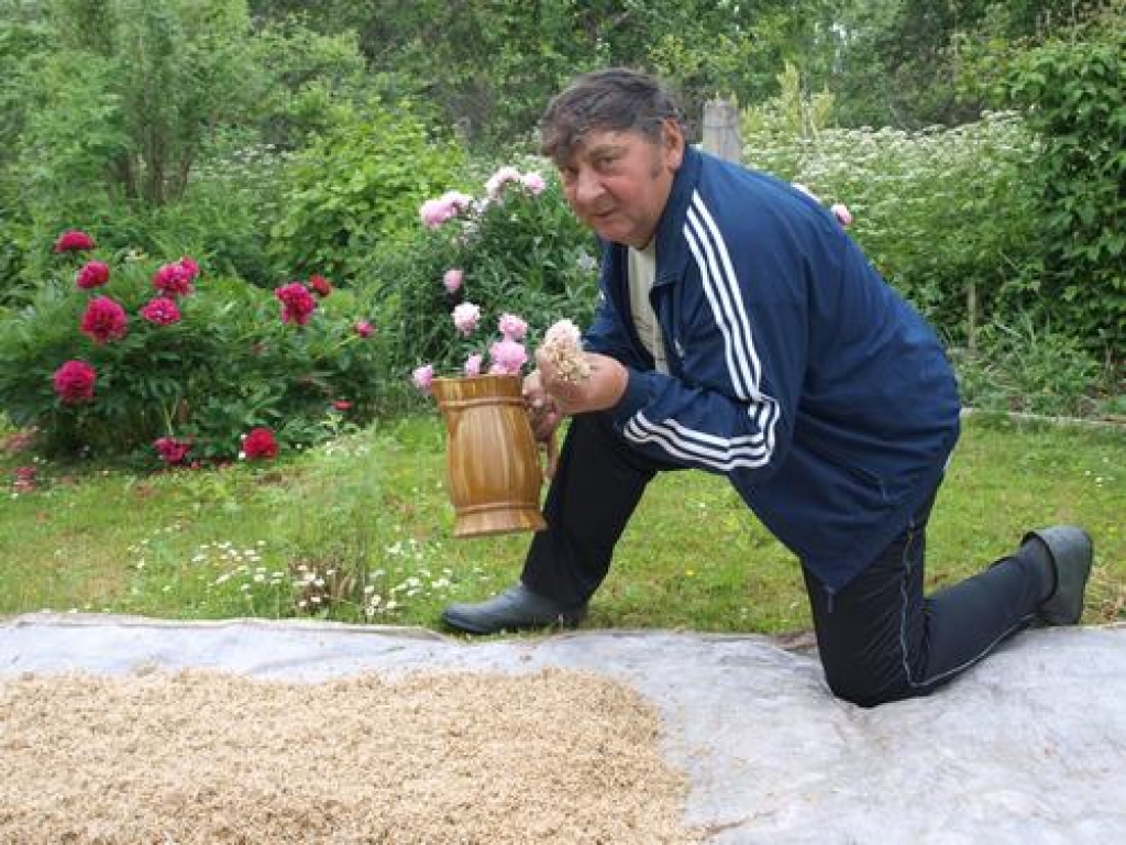 Alus darīšana kā zinātne