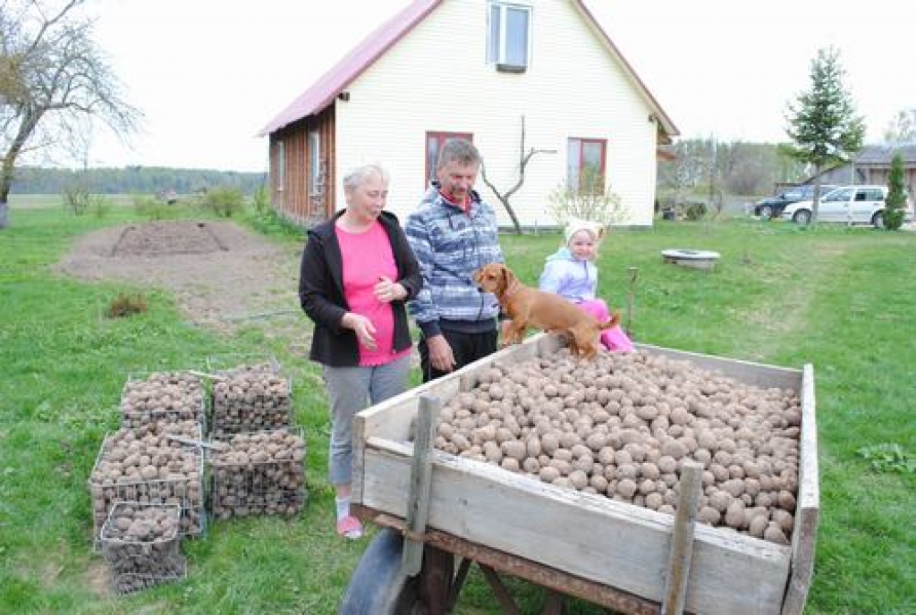 Agrie kartupeļi jau zemē