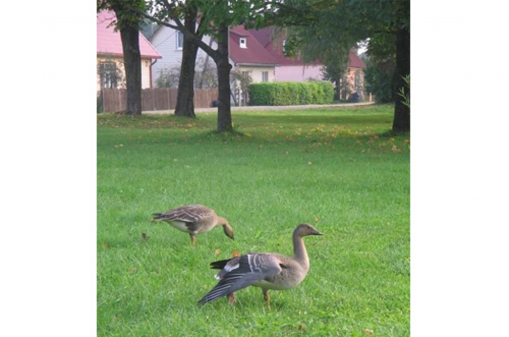 Savvaļas zosis apmetas pilsētas centrā