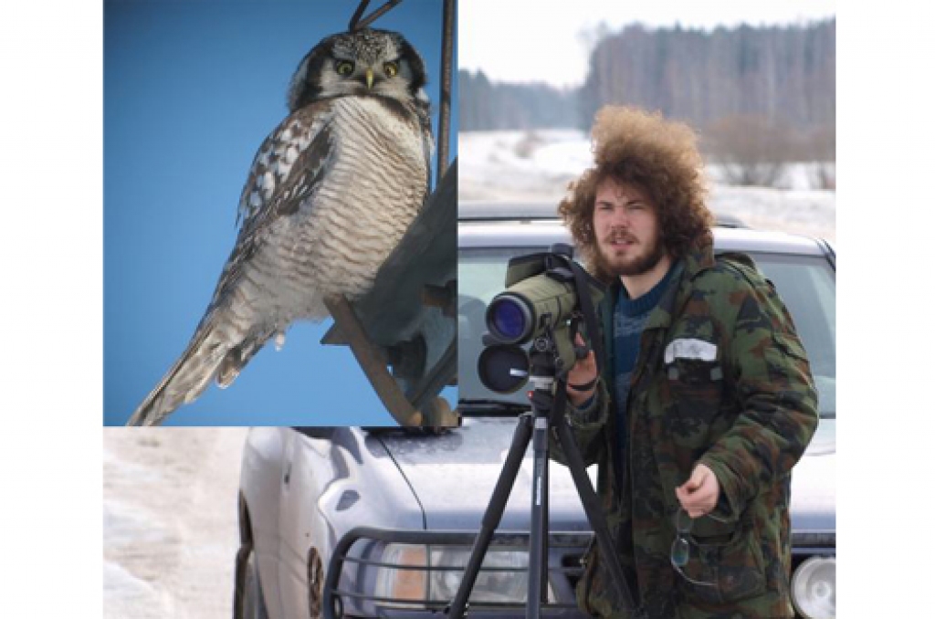 Pļaviņu apkaimē apmetusies svītrainā pūce