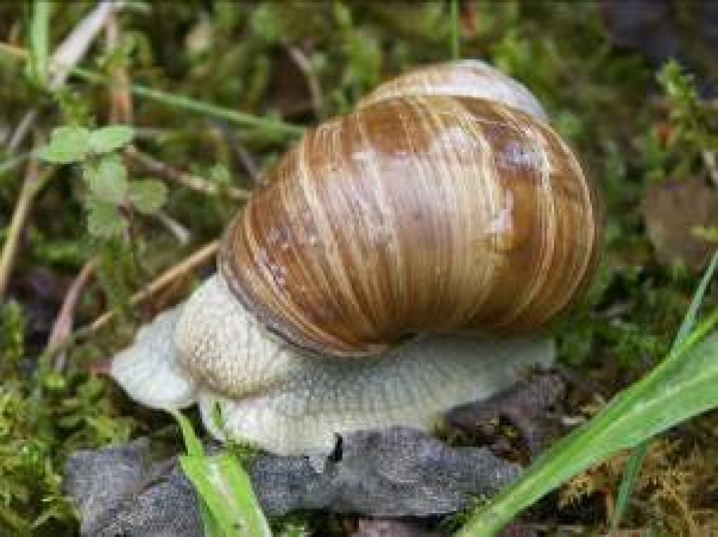 Maijā lasīs gliemežus