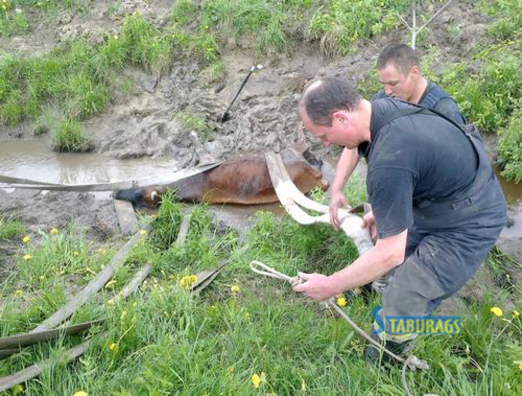 Ugunsdzēsēji no grāvja izvelk govis