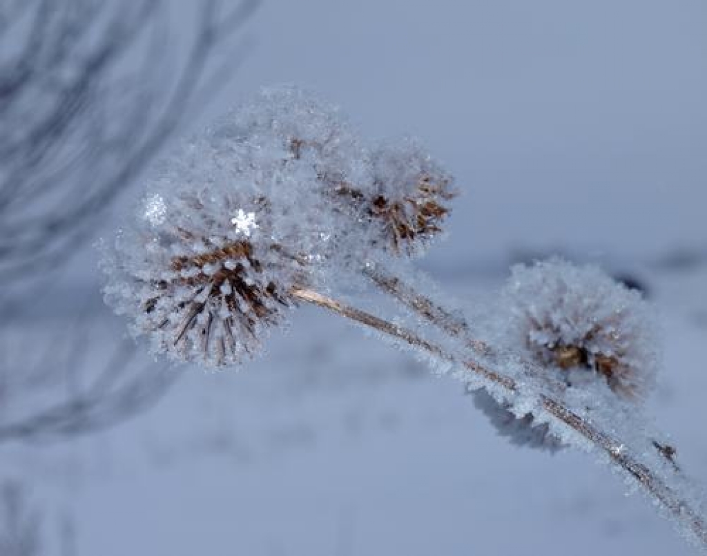 Ziemas diena janvārī