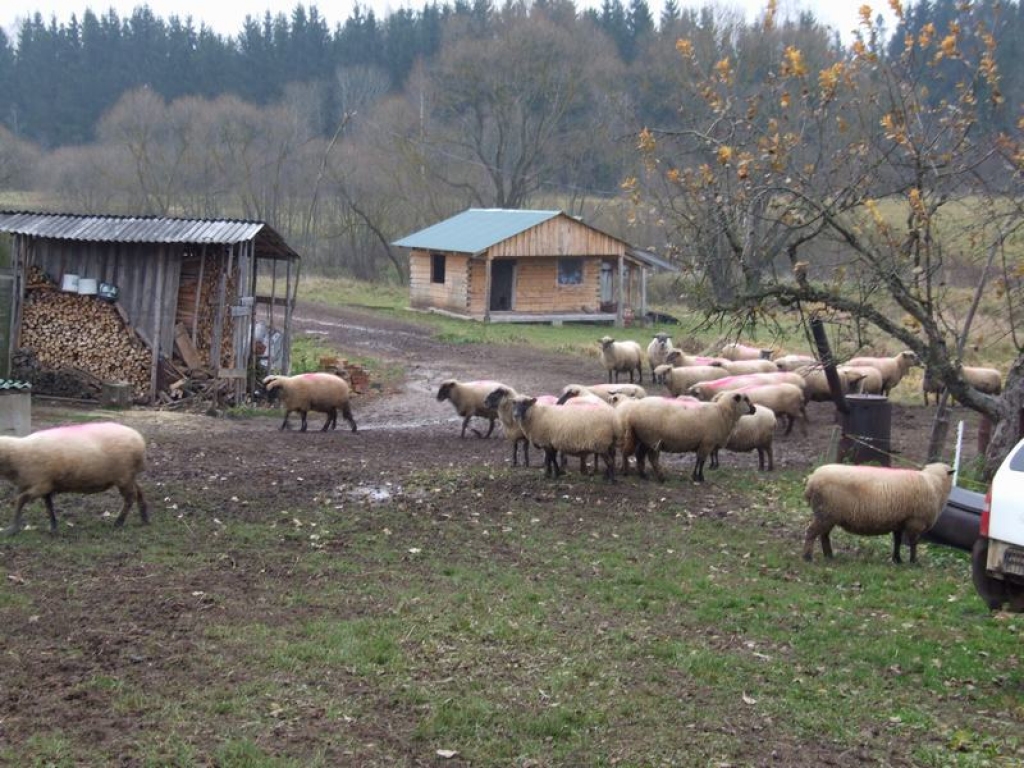 Pa “auskaram” katrā ausī