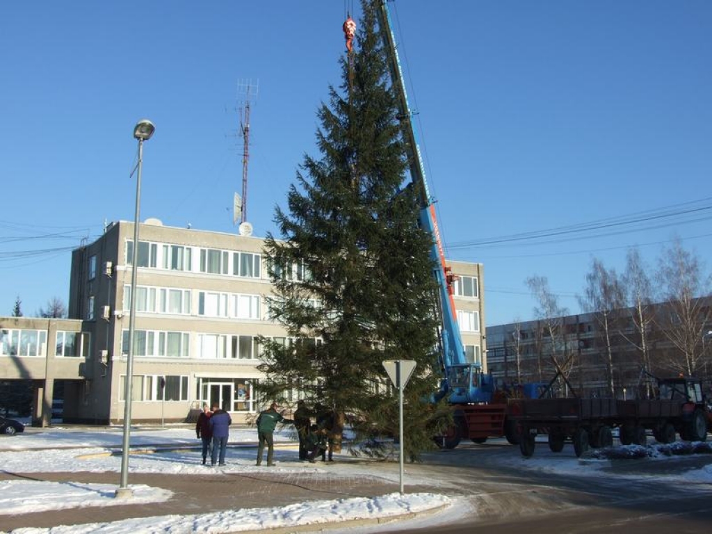 Lielā egle ir klāt!