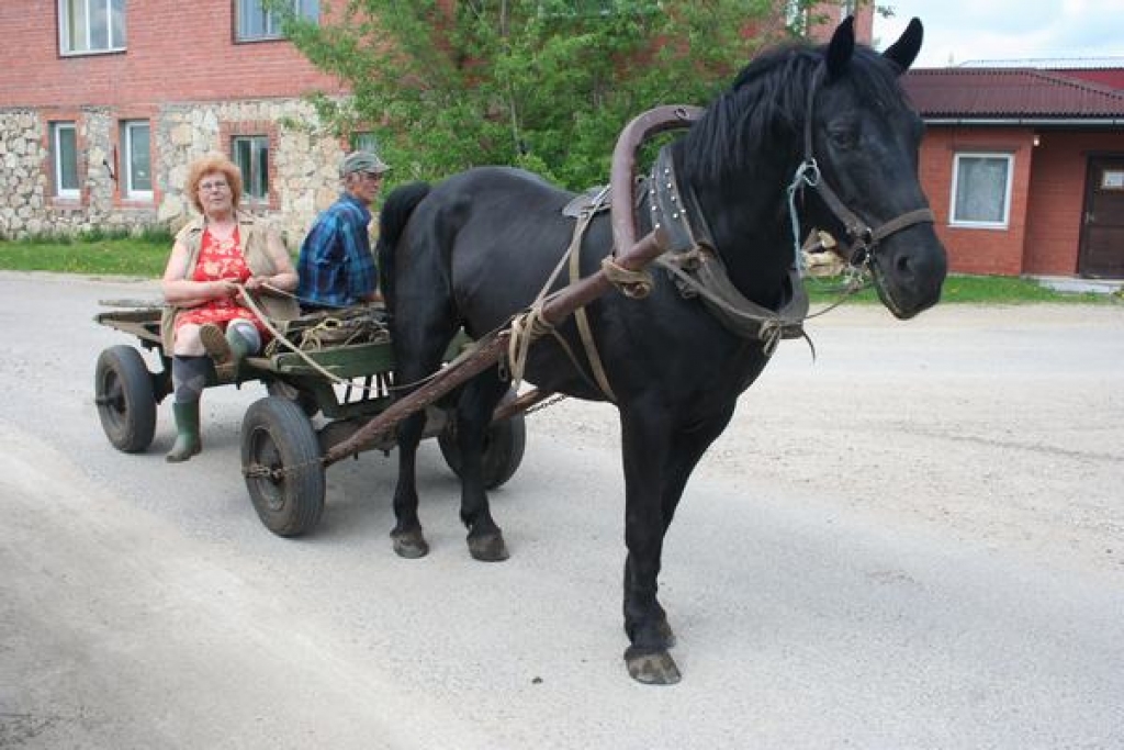 Ziemassvētku zirga saimniece Aina