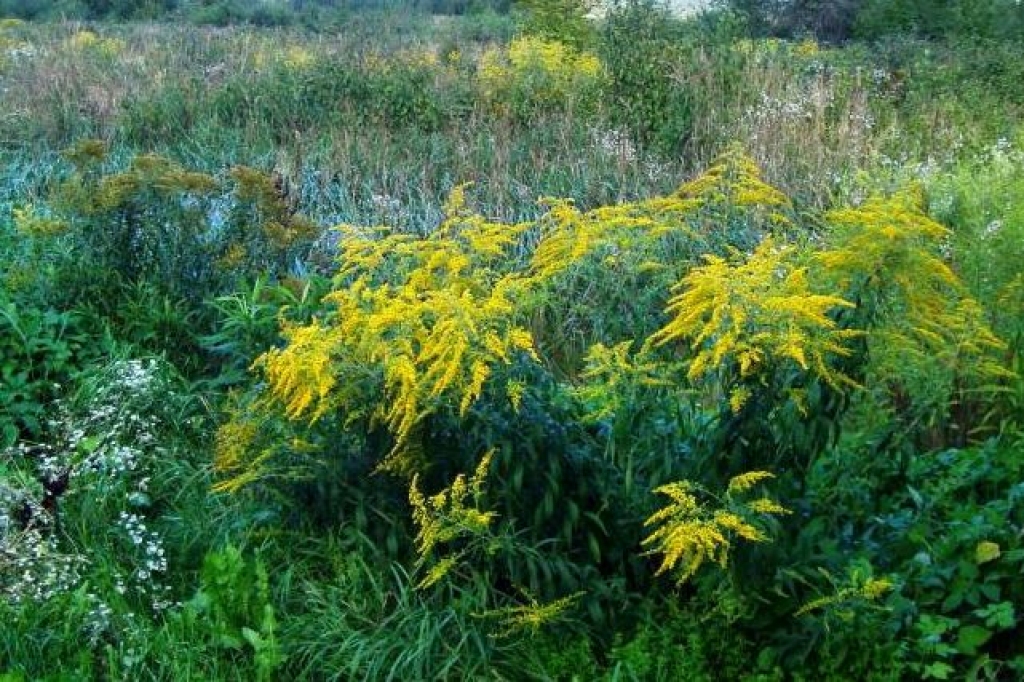 Sāk apkarot arī latvāņa māsu – Kanādas zeltgalvīti