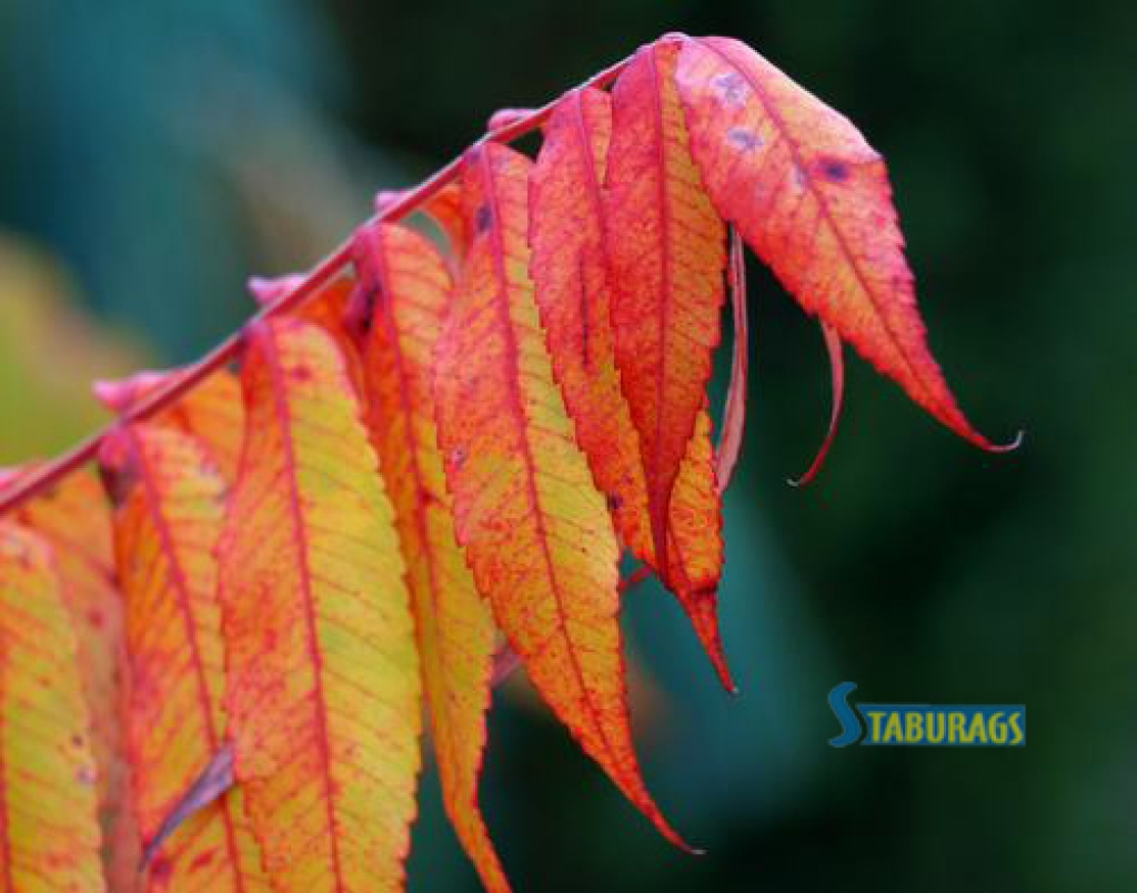 Rudens Aizkrauklē