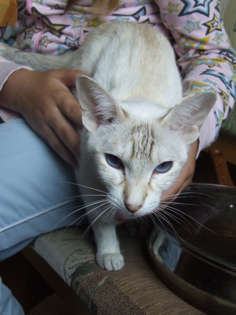 Kaķene Aelita Lī