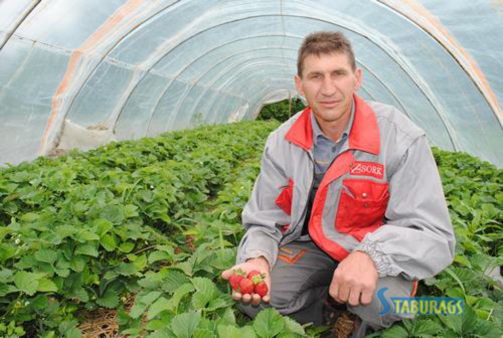 Klāt zemeņu un agro kartupeļu laiks