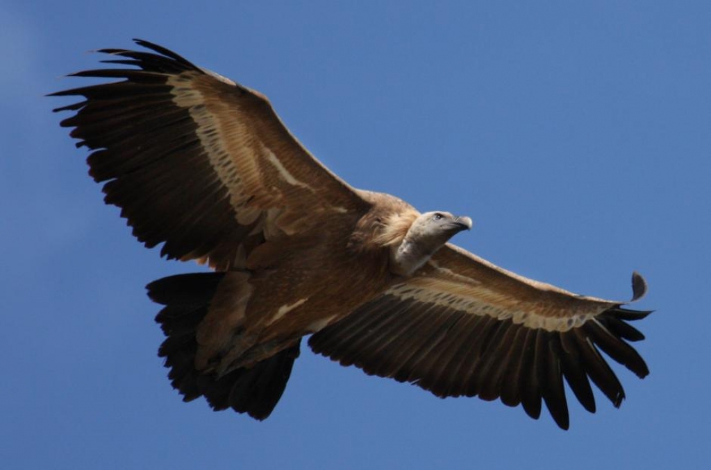 Vietalvas pagastā pamanīts baltgalvas grifs