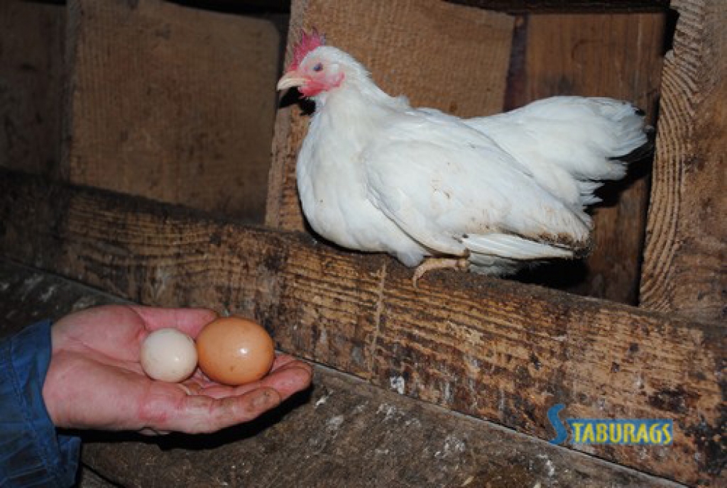 Krāšņiem putniem baltas olas