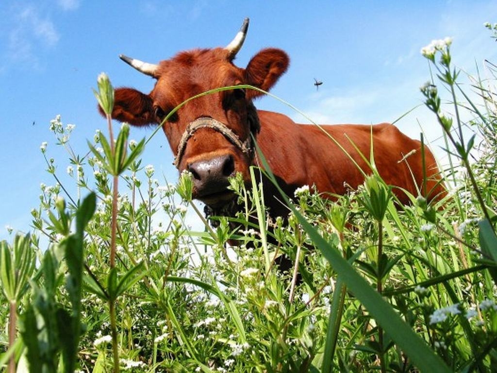 Laukus iepazīst ar govju skaistumkonkursu 