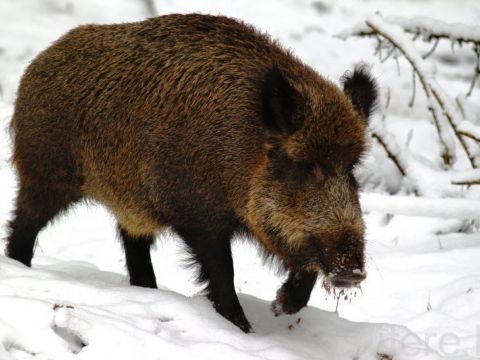 Dzīvnieku aizstāvji mežacūku izšaušanu neuzskata par nopietnu risinājumu cūku mēra problēmai