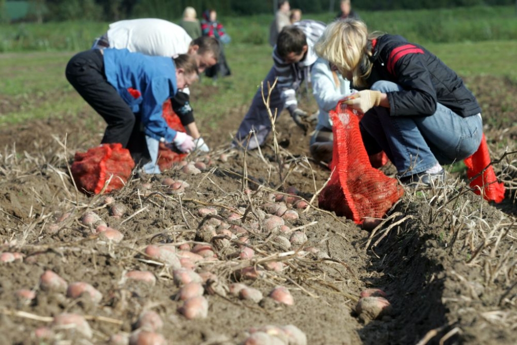 Augļu, ogu un dārzeņu novācēju ienākumiem piemēros 15% nodokli