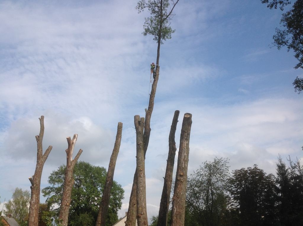 Pļaviņās strādā arboristi