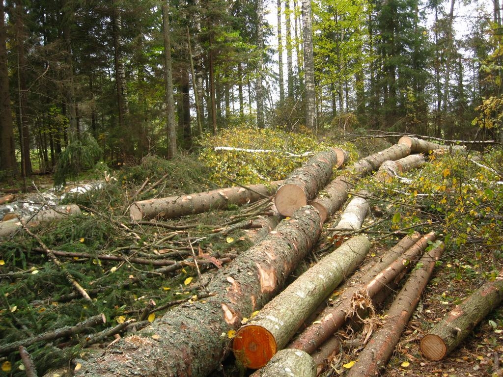 Kurmenē notiks seminārs par vidi saudzējošu meža apsaimniekošanu
