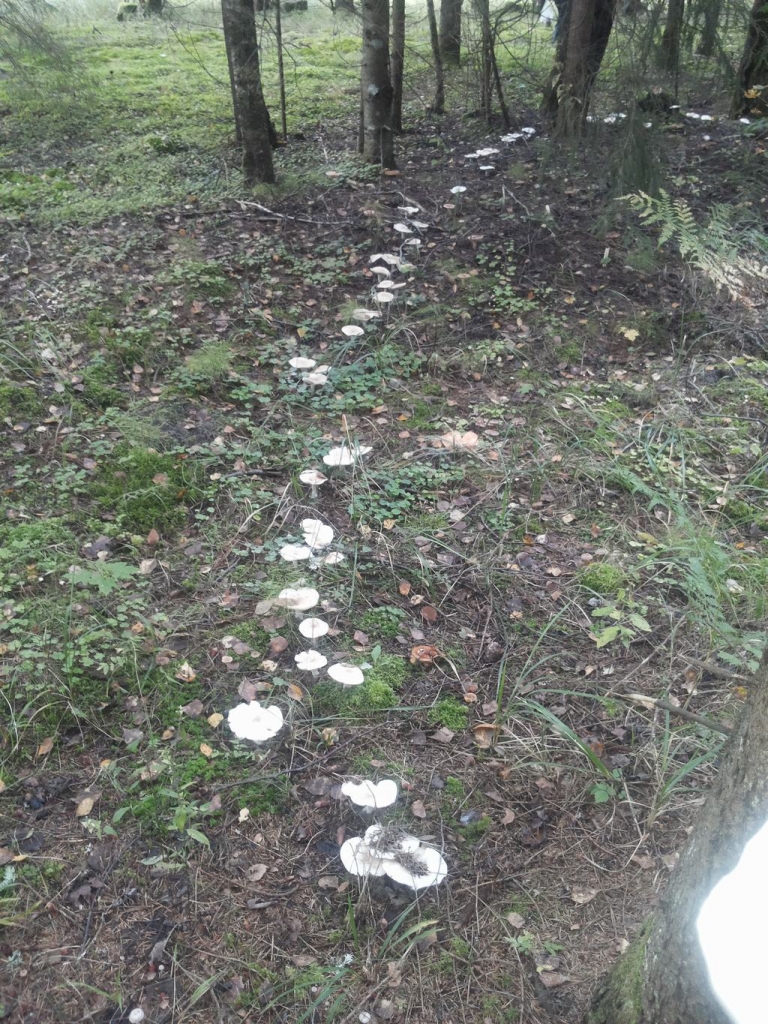 Vai Bebros nolaidies citplanētiešu kuģis?