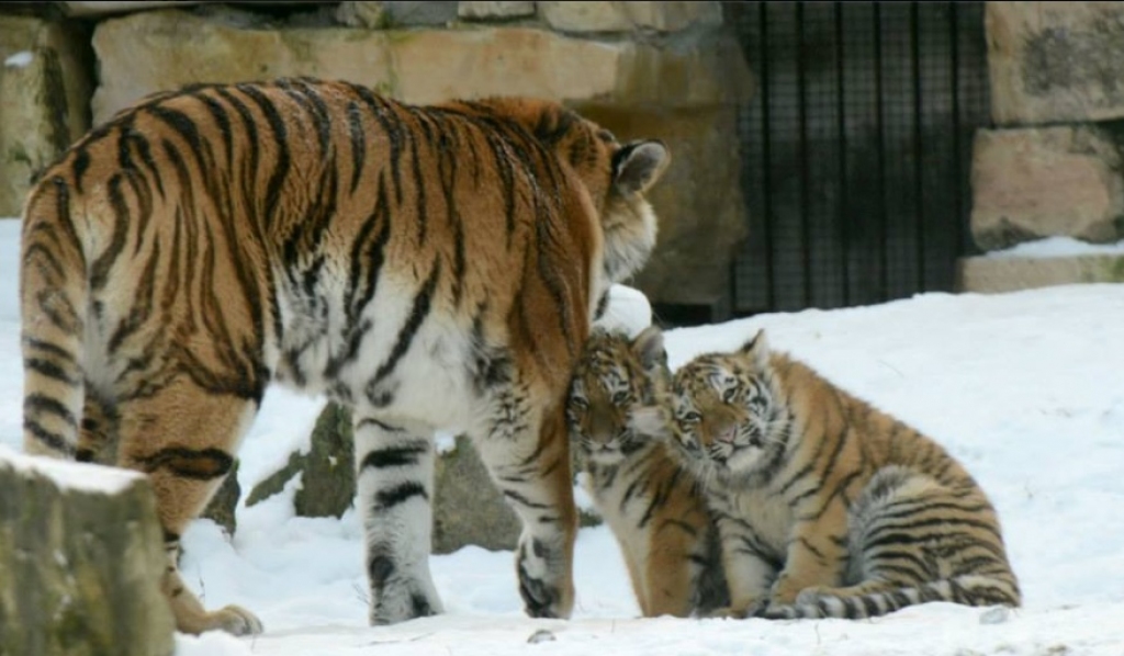 FOTO: Rīgas zoo tīģerēni dauzās sniegā