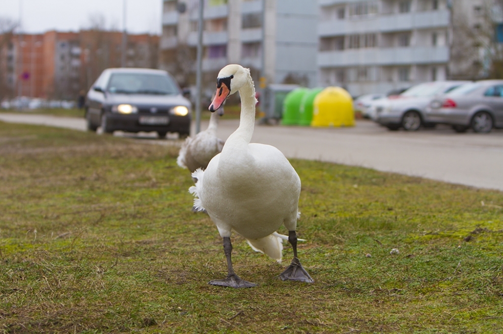 FOTO: Vētra piepilda Liepāju ar ūdeni un gulbjiem