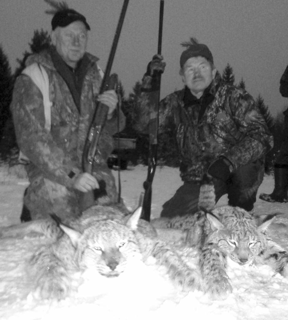 Vilks zelta mirdzumā