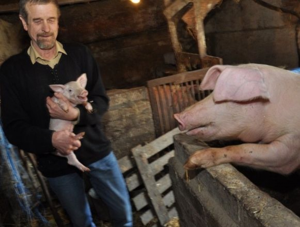 Dzīve laukos: Ātrākais aitu cirpējs audzē cūkas un govis