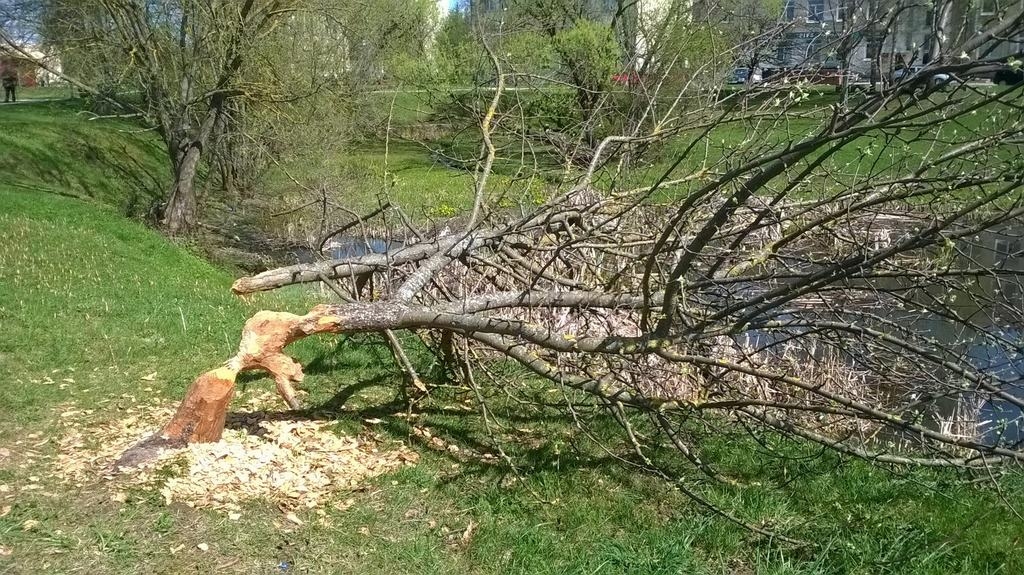 Bebri Aizkrauklē pie dīķa nograuž koku