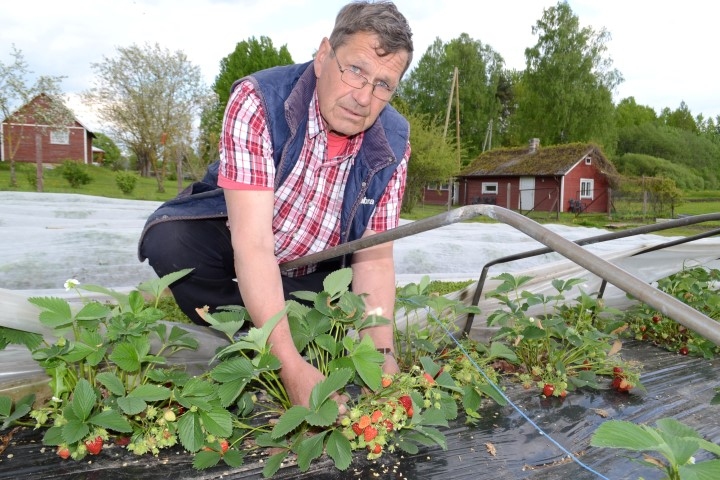 Sešpadsmit gadi zemeņu laukā