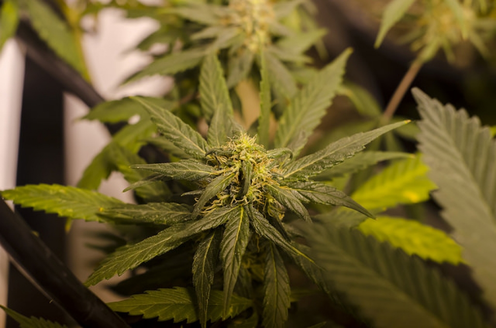 Iniciatīva par marihuānas dekriminalizāciju iesniegta Saeimā