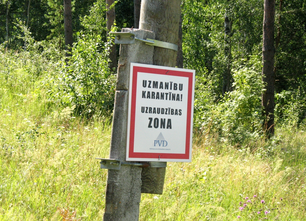 Pieaug ar ĀCM slimo mežacūku skaits; rekordists - Rencēnu pagasts