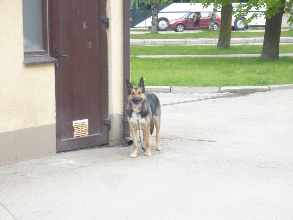 Pastaigā bez saimnieka