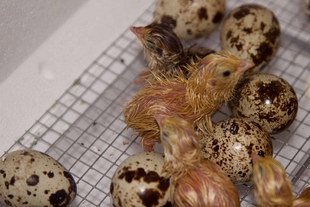 Konstatēto bīstamo antibiotiku dēļ Eka paipalas nāksies izkaut ap 30 000 putnu