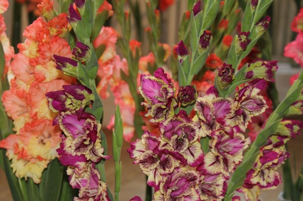 Dabas muzejā ziedēs gladiolas 