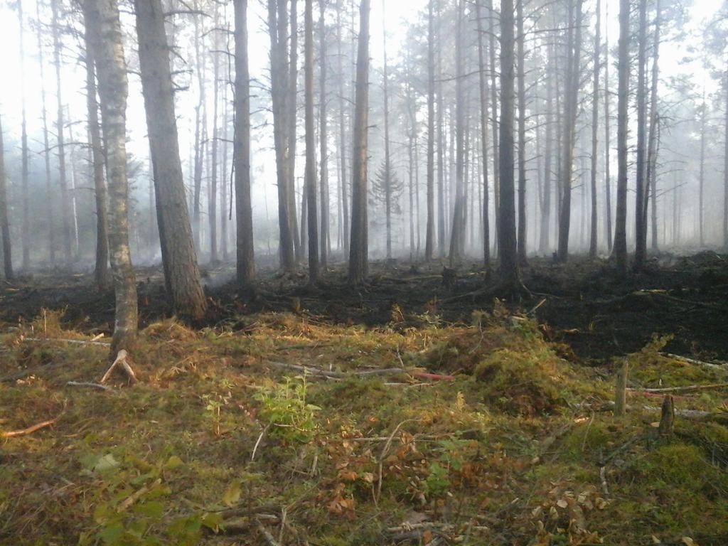 Pieci brīvprātīgie Zalves mežā dežurē visu nakti (papildināts ar brīvprātīgā foto)