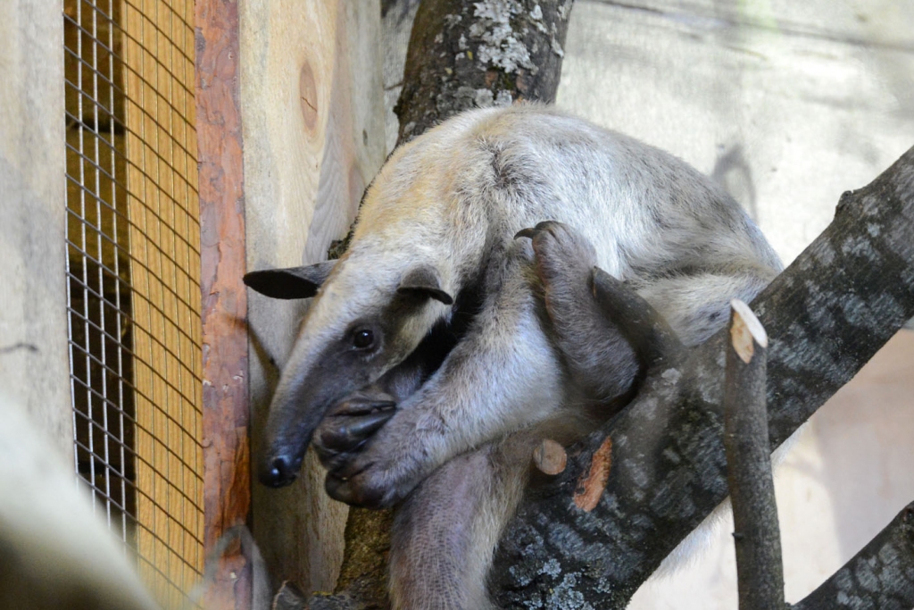 FOTO: Pirmo reizi Rīgas Zoodārzā noslēpumainais četrpirkstu skudrulācis