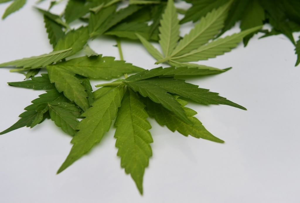 Saeima noraida iniciatīvu par zālītes dekriminalizāciju