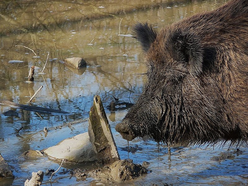 Ugunsdzēsēji glābēji izvelk beigtu mežacūku 