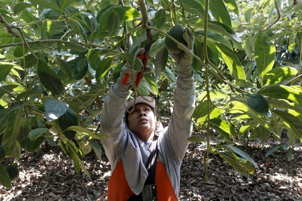 Peru plantācijā vāc avokado ražu - fotogrāfijās