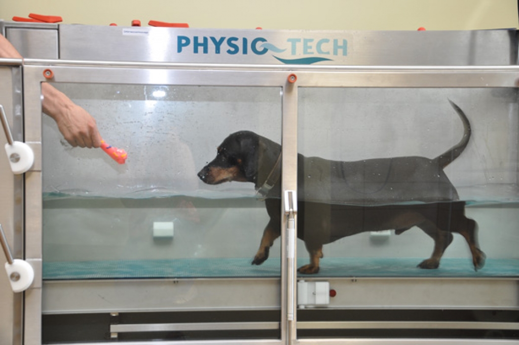 VIDEO: LLU Veterinārajā klīnikā uzstādīts Baltijā pirmais zemūdens skrejceļš dzīvnieku rehabilitācijai