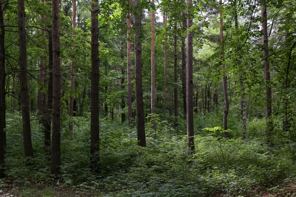 Lubānas novadā mežā apmaldījušies četri pieaugušie un divi bērni