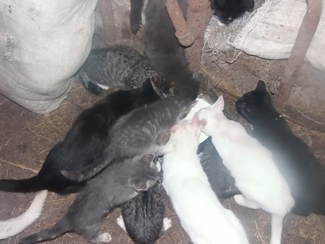 Pilna bļoda... kaķu!