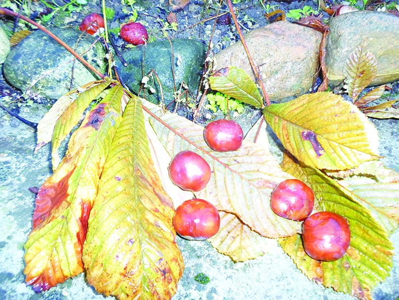 Kastanis laimei