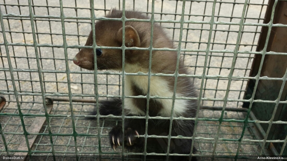 Skrīveros no slazda atbrīvo caunu 