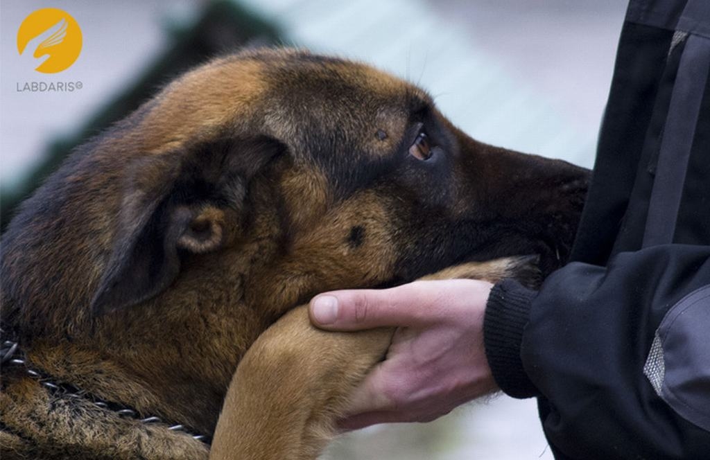 Cilvēka labākais draugs nonācis nelaimē. Vajadzīga mūsu palīdzība