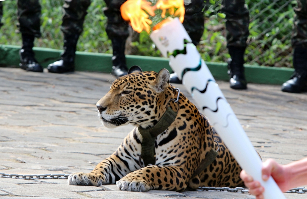 Olimpisko spēļu ceremonijas laikā Brazīlijā nošauts jaguārs