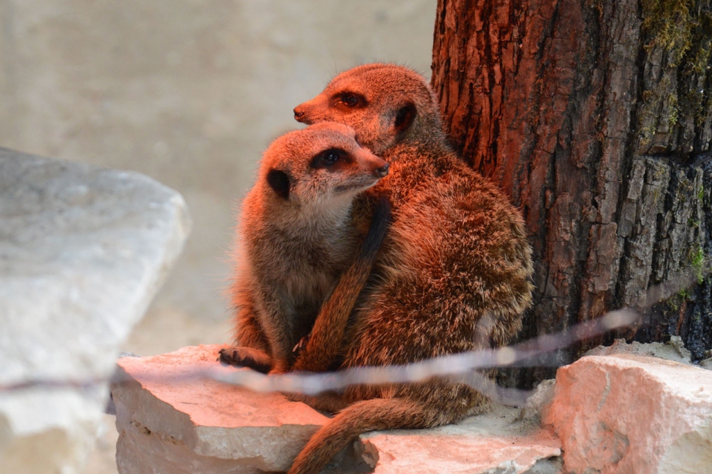 FOTO: Rīgas Zoo surikatu jaunās mājas