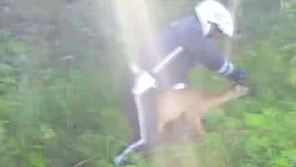 VIDEO: Ceļu policisti atbrīvo žogā iesprūdušu stirniņu