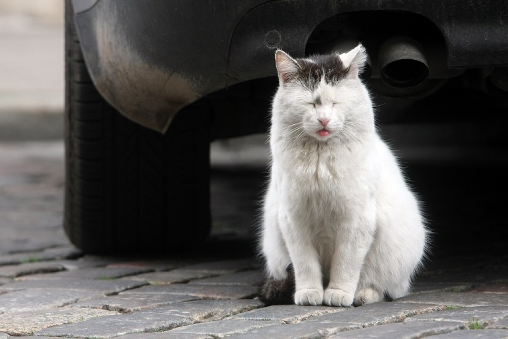 Atcels auto nodokli un no 2019. gada palielinās izmešu nodokli (papildināts 15:10)
