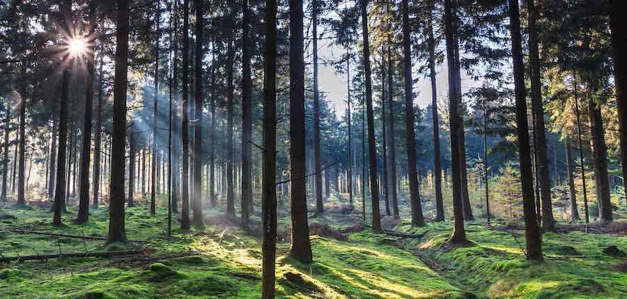 Kurmenes "Pūpolos" notiks bezmaksas seminārs „Kā efektīvi un videi draudzīgi apsaimniekot nelielu meža īpašumu?”