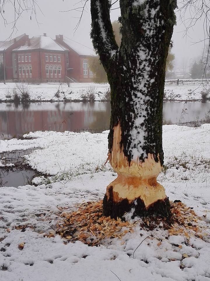 Bebra brokastis ar skatu uz dīķi (papildināts ar Aizkraukles mēra skaidrojumu)